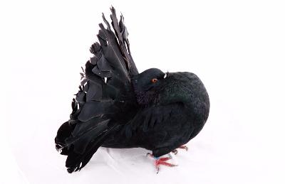 Cumpar hulubita neagra pavlin