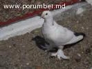 porumbei de vinzare