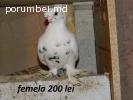 Porumbei