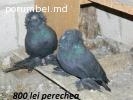 Porumbei