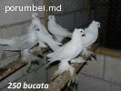 Porumbei