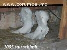 Porumbei